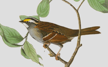 Illustration of a white-throated sparrow.