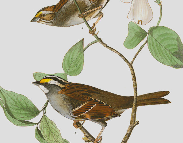 Illustration of a white-throated sparrow.