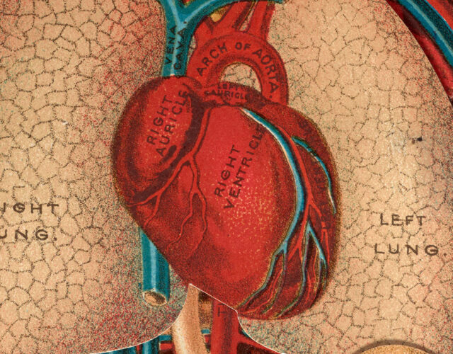 3-D color diagram of human chest interior