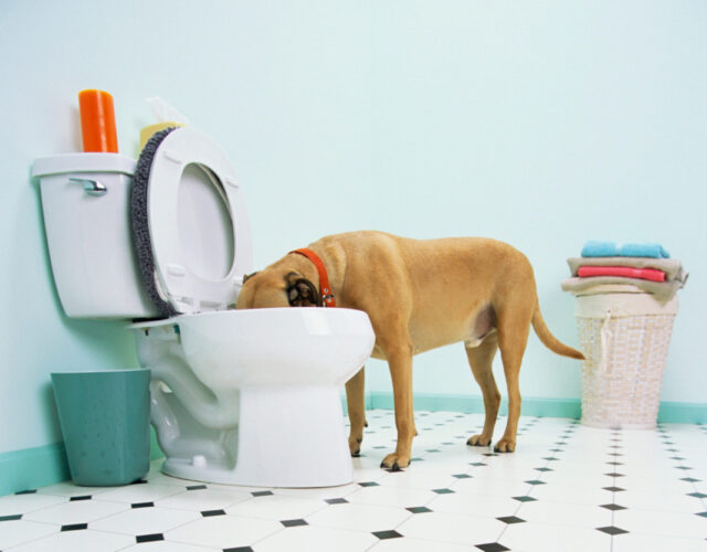 A dog sticks its head in a toilet