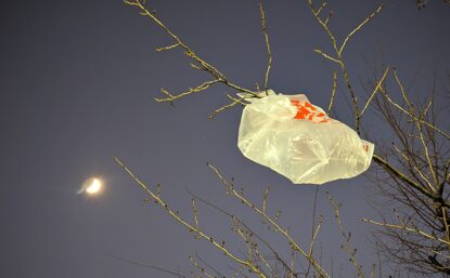 plastic bag stuck in a tree