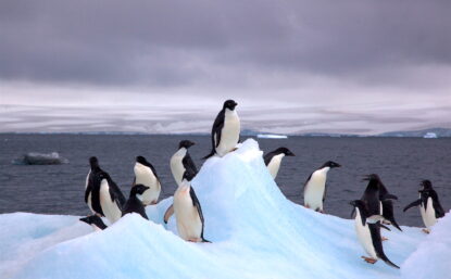 Penguins on an iceberg