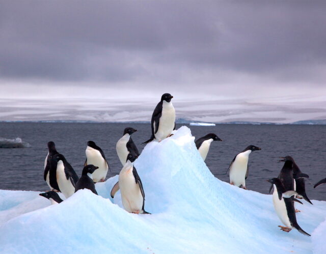 A group of about 14 Adelie penguins on an iceberg in Antarctica