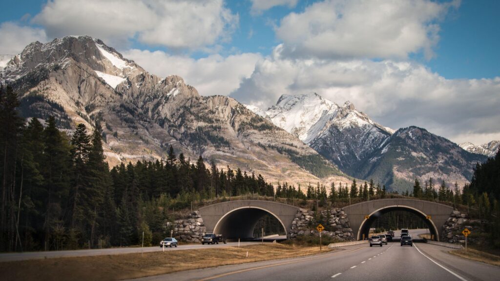 Color photo of a wooded interstate overpass