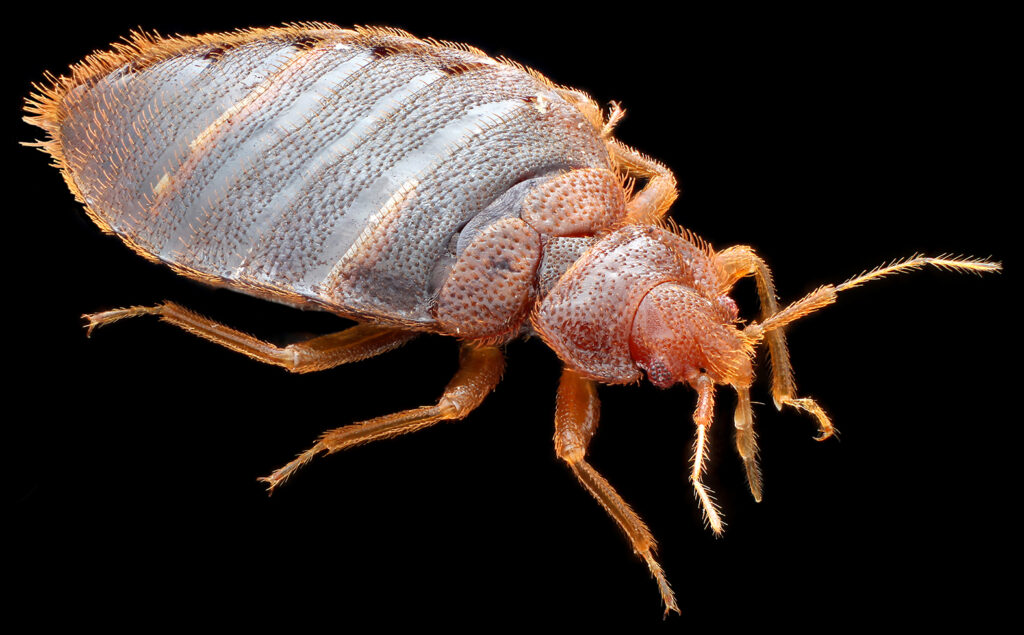 Microscopic photograph of a bedbug