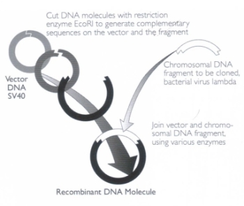 Figure. The process of making recombinant DNA, as pioneered by Paul Berg. 