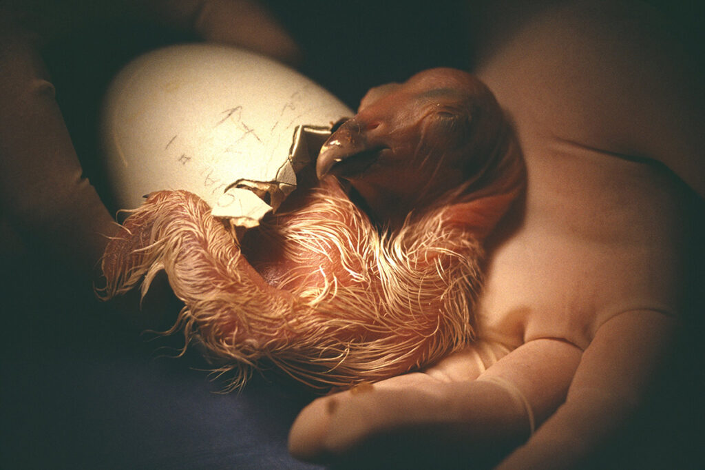 Condor chick and shell cradled in human hands
