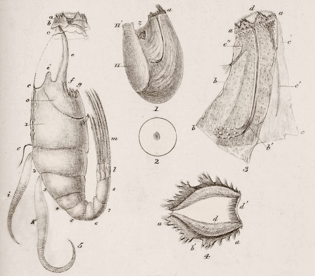 Antique anatomical line drawings