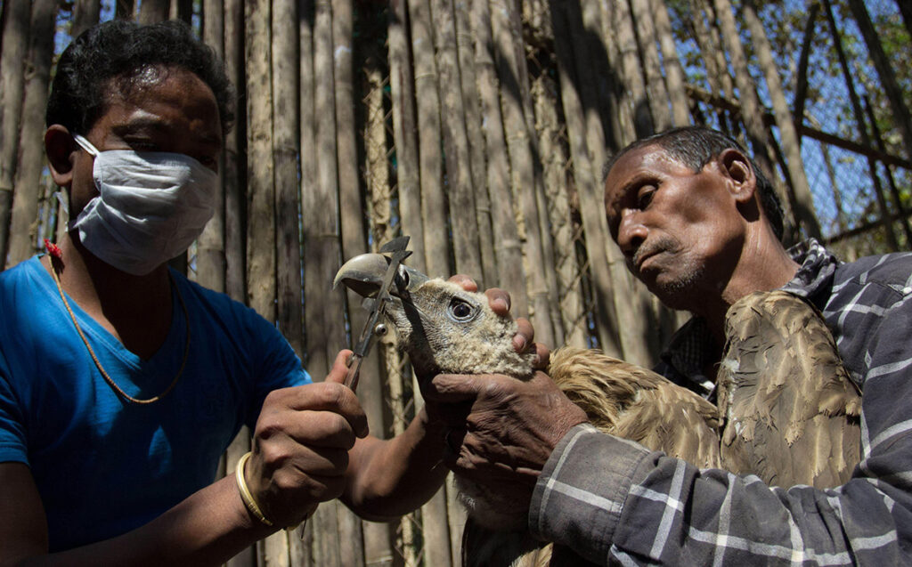 Workers hold a vulture while measuring its beak