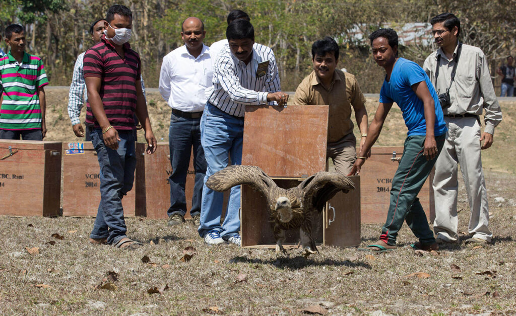 A group of men release a vulture from a crate