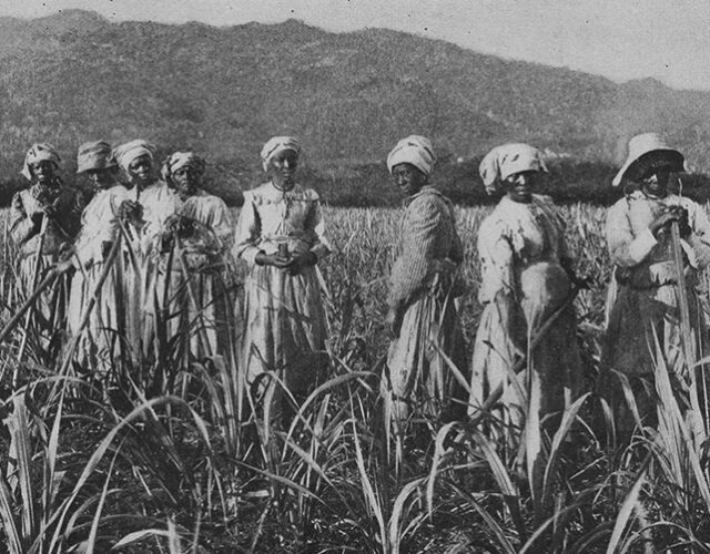 workers in a sugar cane field