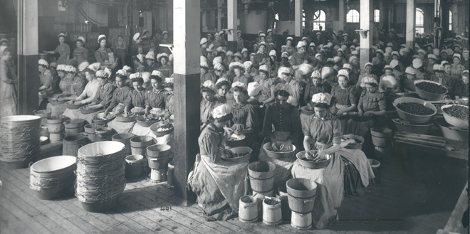 Heinz factory workers cleaning strawberries before canning, ca. 1904