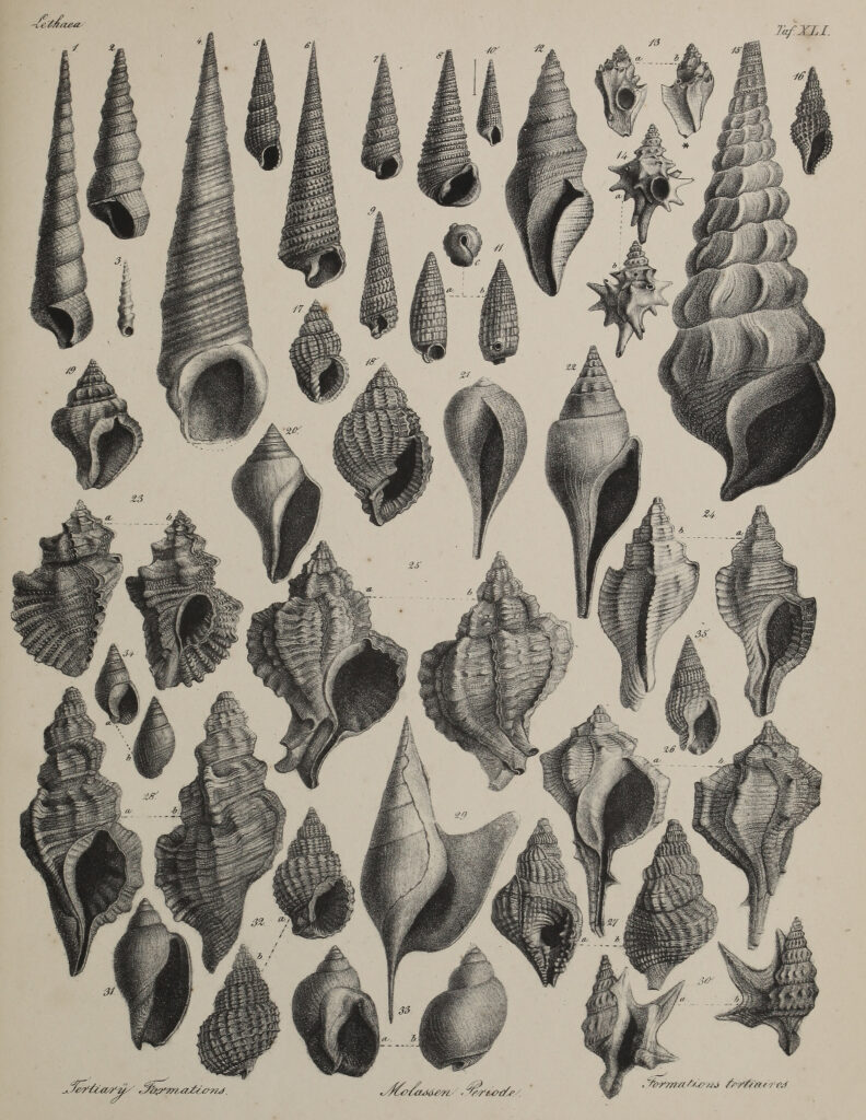 Fossils drawn by Heinrich Bronn