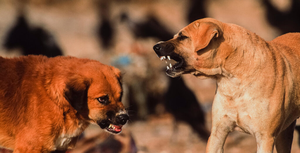 Feral dogs baring teeth