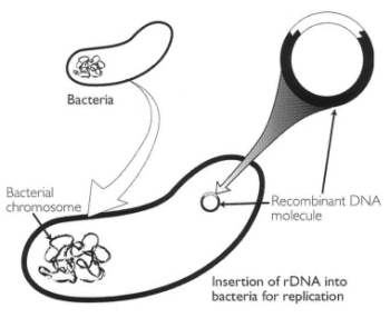 Figure. The insertion of recombinant DNA so that the foreign DNA will replicate naturally, as pioneered by Herbert Boyer and Stanley Cohen. 