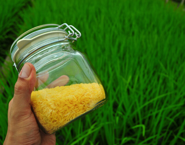 Hand holding a jar of golden rice. Green grass in the background.