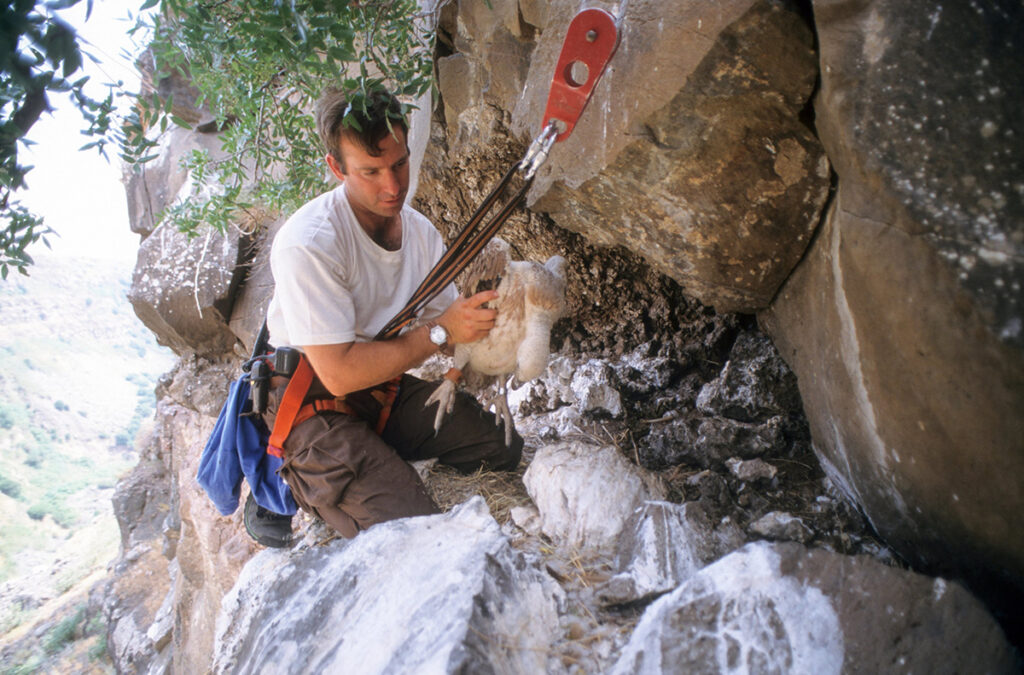 Man in climbing gear holds a young vulture