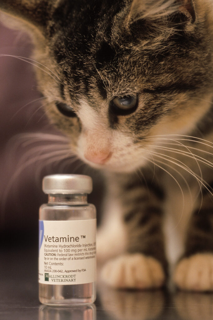 Cat with a vial of injectable drugs