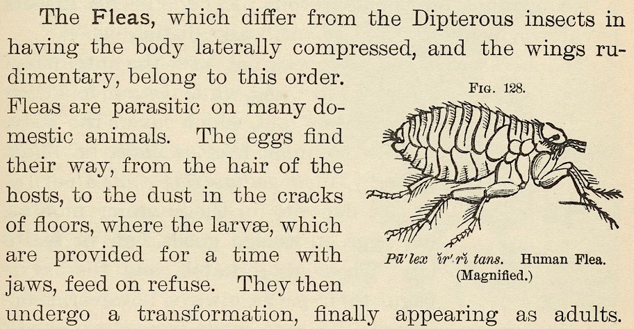 Illustration of a human flea in the text of a book