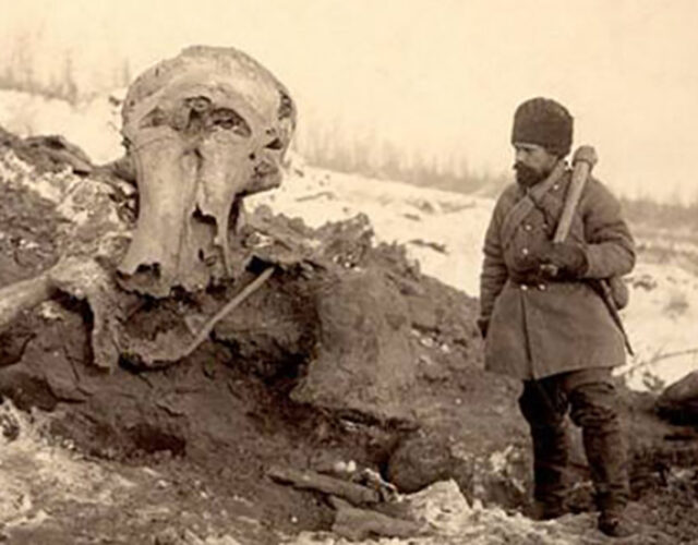 Eugene Pfizenmayer (left) excavating a mammoth carcass on the banks of the Berezovka River in Siberia, ca. 1901. (Courtesy of Smithsonian Institution)