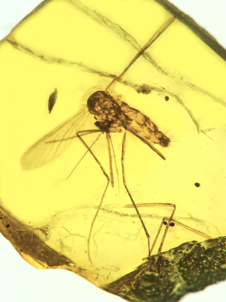 Color photo of mosquito in amber