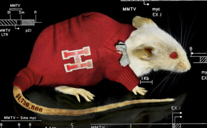 Lab mouse in red Harvard sweater/bowtie