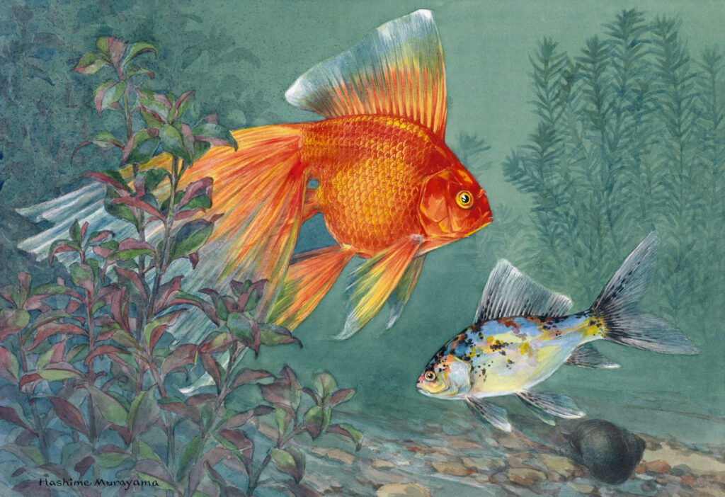 Color painting of goldfish