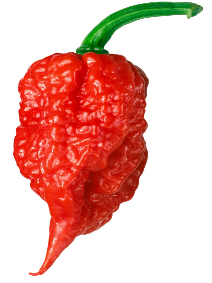 Carolina reaper pepper