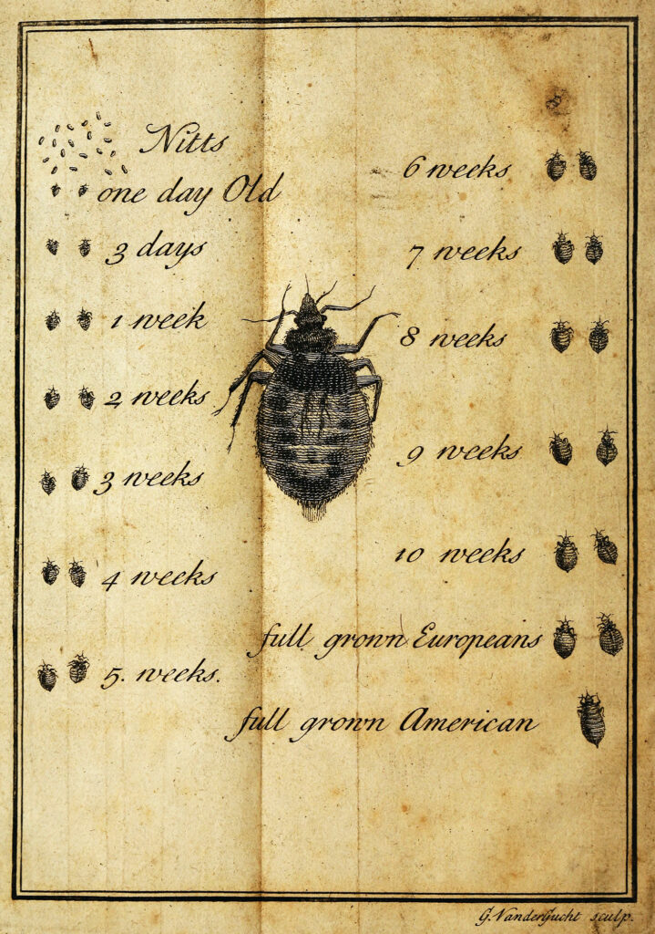 Old book illustration of bedbugs