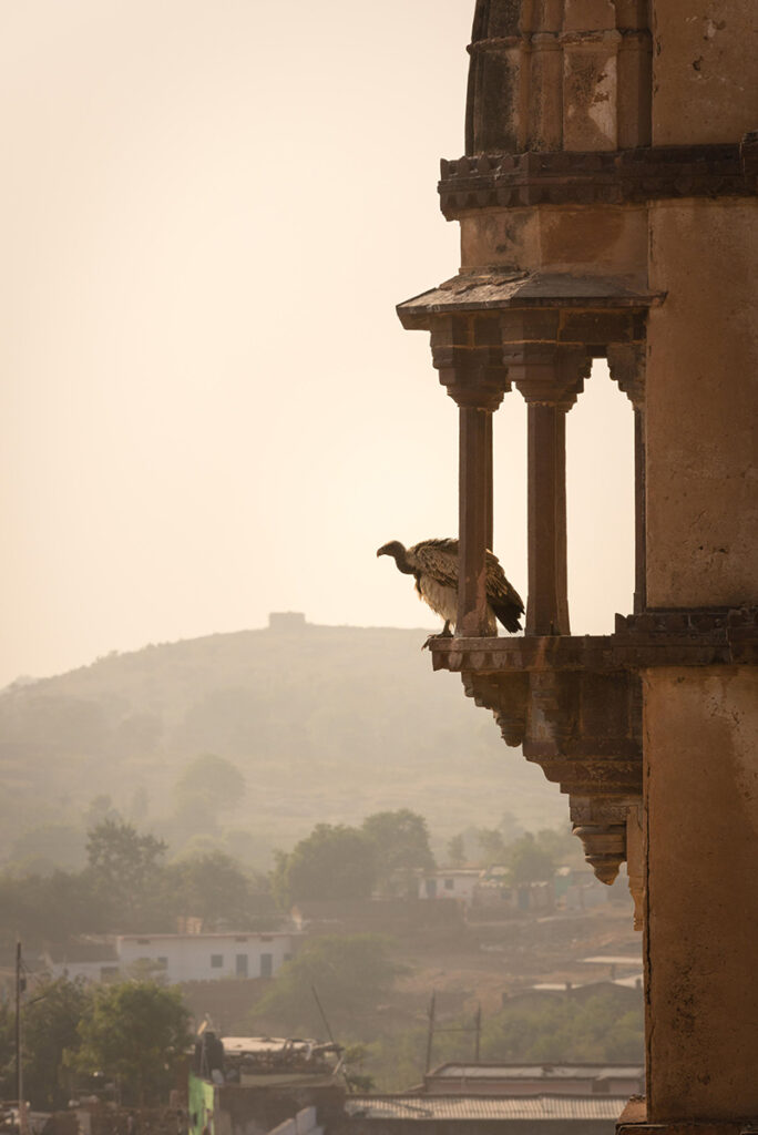 Vulture perched on a stone roof ledge