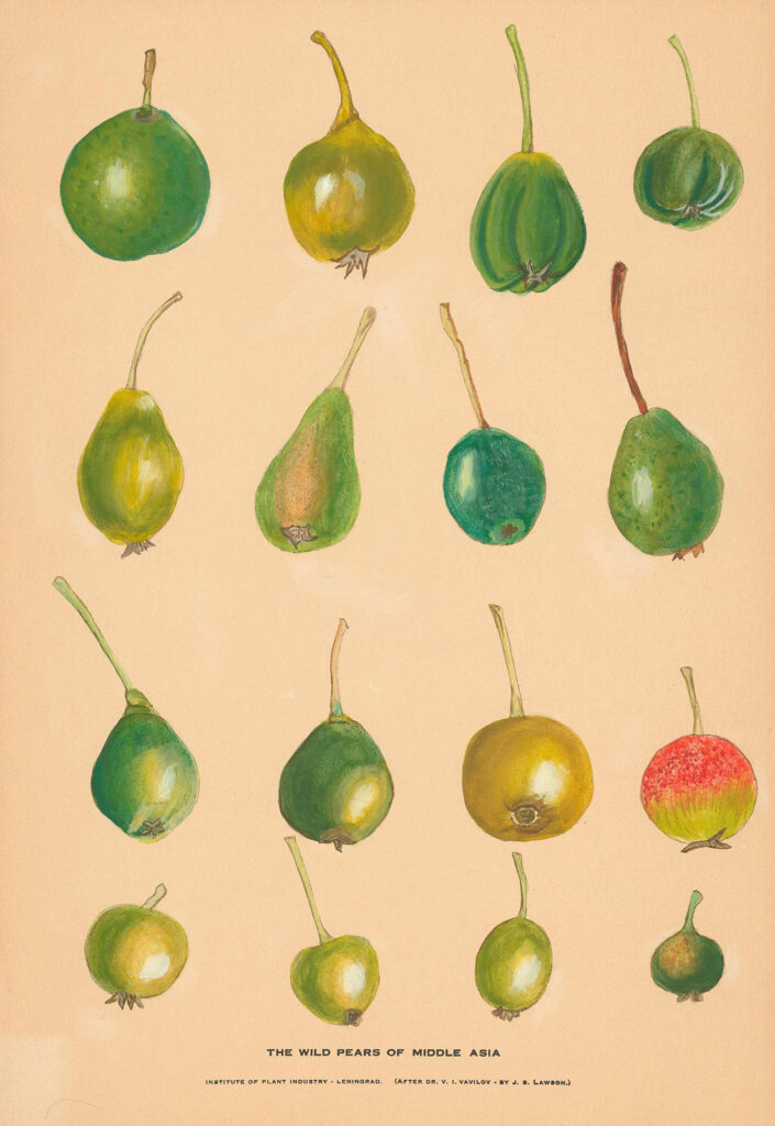 Color print of different pear specimens