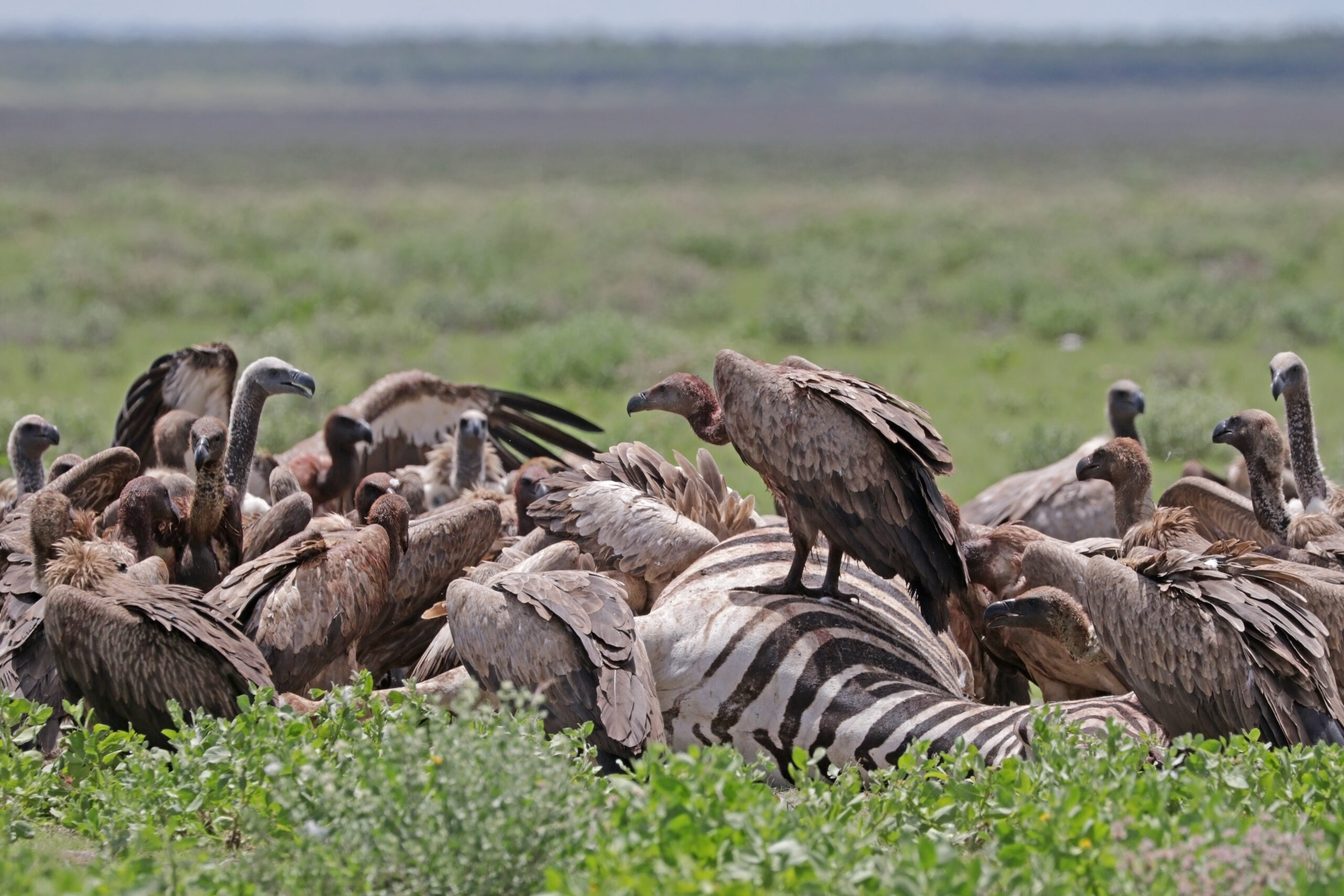 Vultures around a half-concealed zebra body