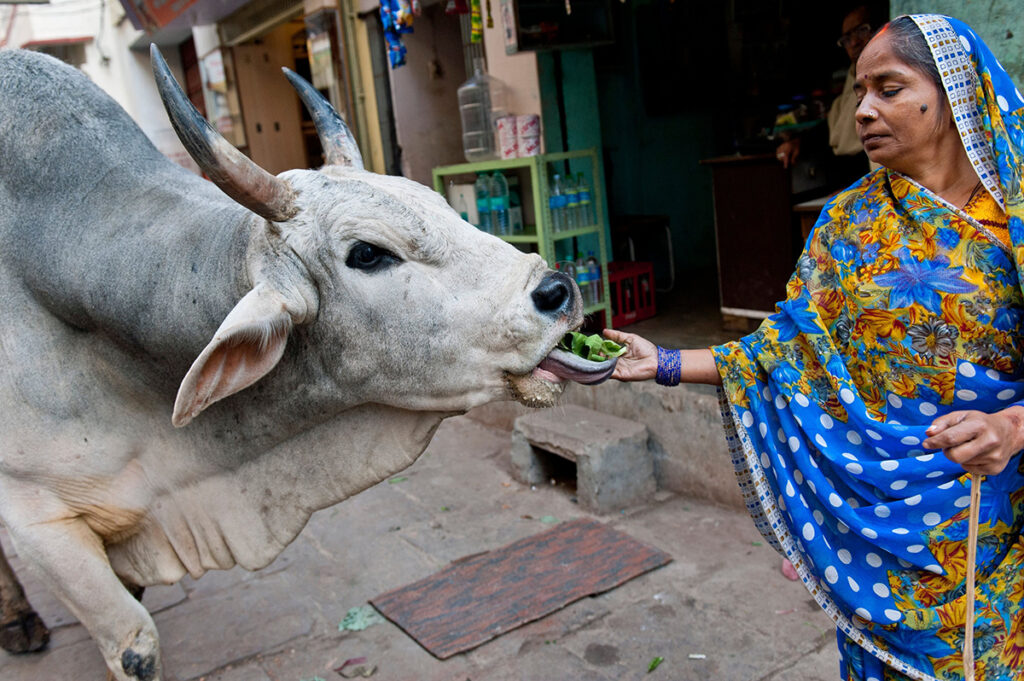 Woman in sari feeding a cow