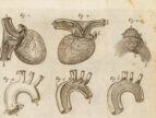 Illustrations of the human heart and blood vessels