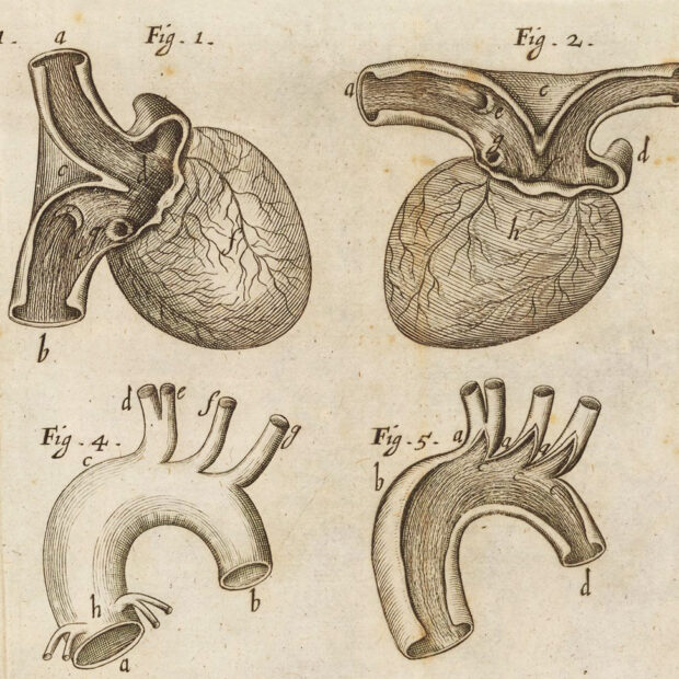 Illustrations of the human heart and blood vessels