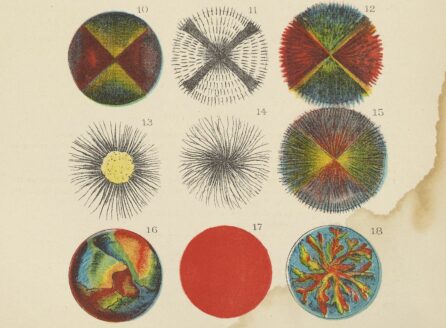 12 colorful illustrations from 1886 of various fats under a microscope.