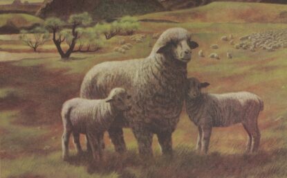 Illustration of sheep in a meadow