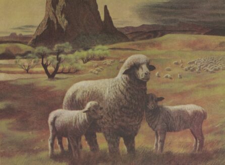 Illustration of sheep in a meadow