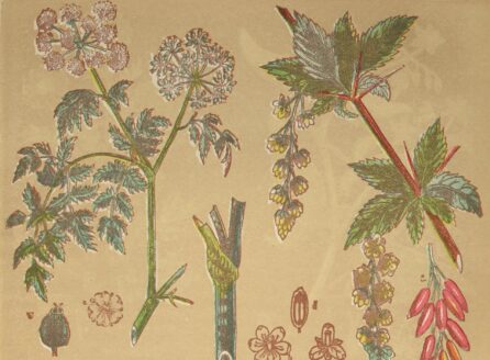 Illustration of medicinal plants