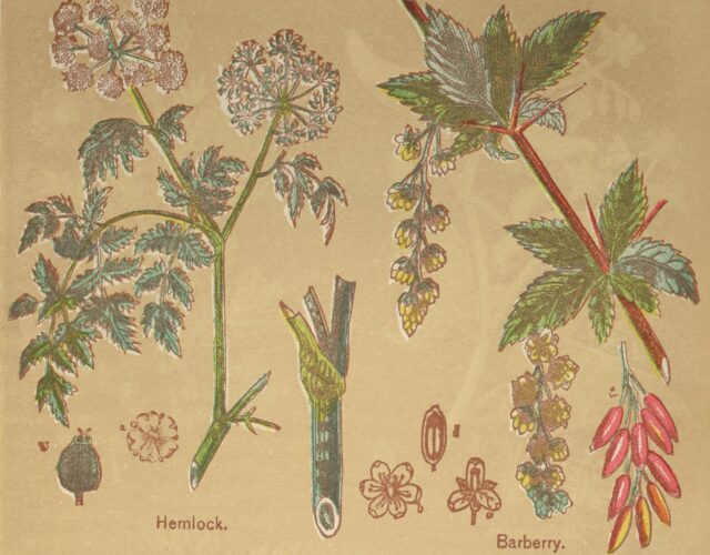 Illustration of medicinal plants