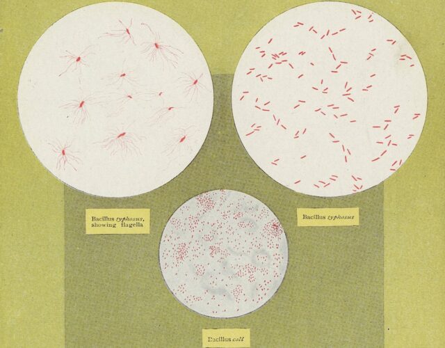 Illustrations of bacteria