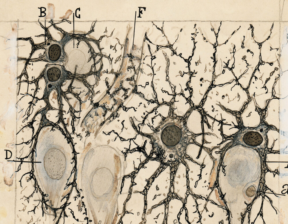 Hand drawn histology illustration of nerve cells