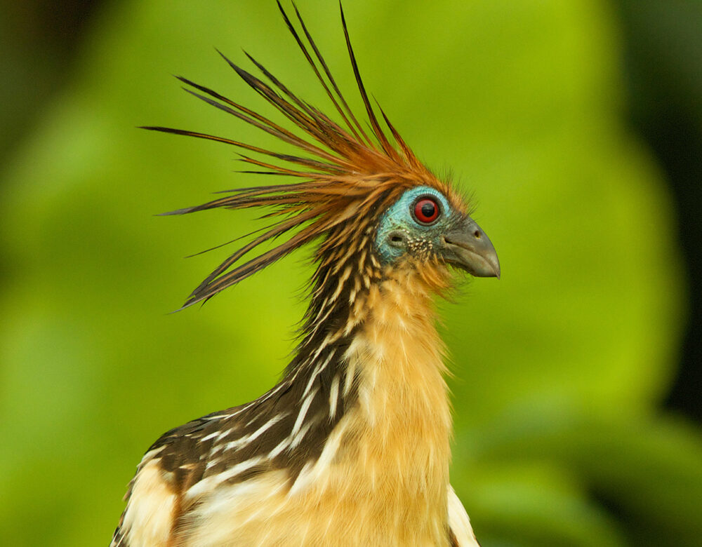 Color photograph of a colorful bird