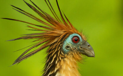 Color photograph of a colorful bird