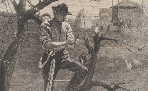 Black and white engraving of a man grafting a tree in front of a farmhouse