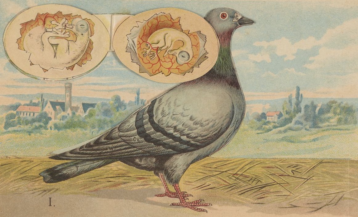 A Pigeon, a Cow, and a Book Detective | Science History Institute