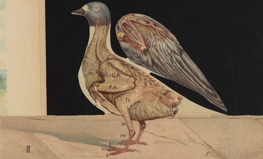illustration of a pigeon