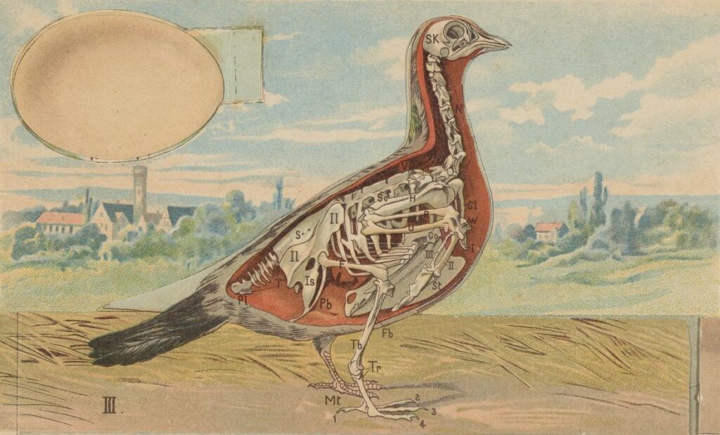 illustration of the inside of a pigeon