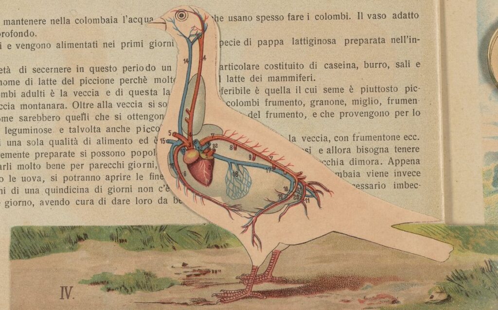 illustration of the inside of a pigeon