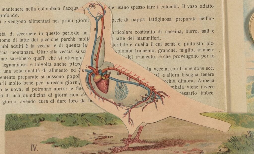 illustration of a pigeon